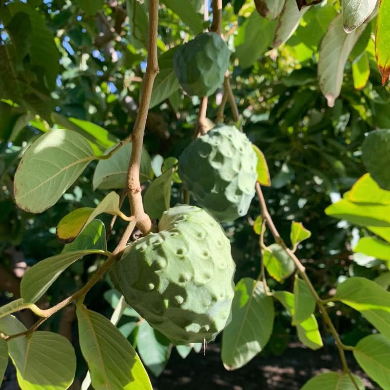 Cherimoya Bio Hochernte-Retterbox Sonderaktion % 4kg - Image 12