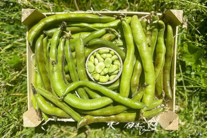 Dicke Bohnen (Original Fava) Bio aus Sizilien