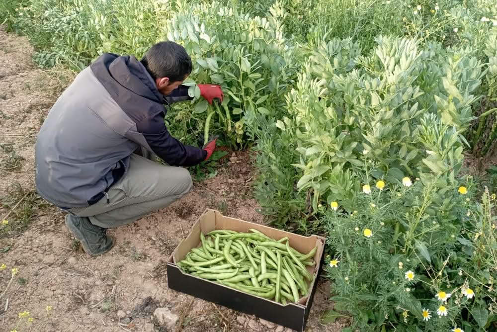 Dicke Bohnen (Original Fava) Bio aus Sizilien - Image 4