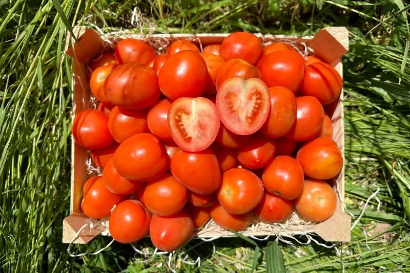 Tomaten "Roma"