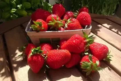 Erdbeeren regional  Bio