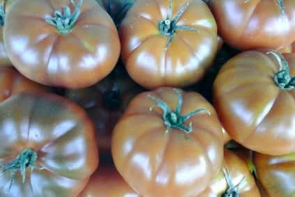 Fleischtomaten "Rebellion" schwarz Bio
