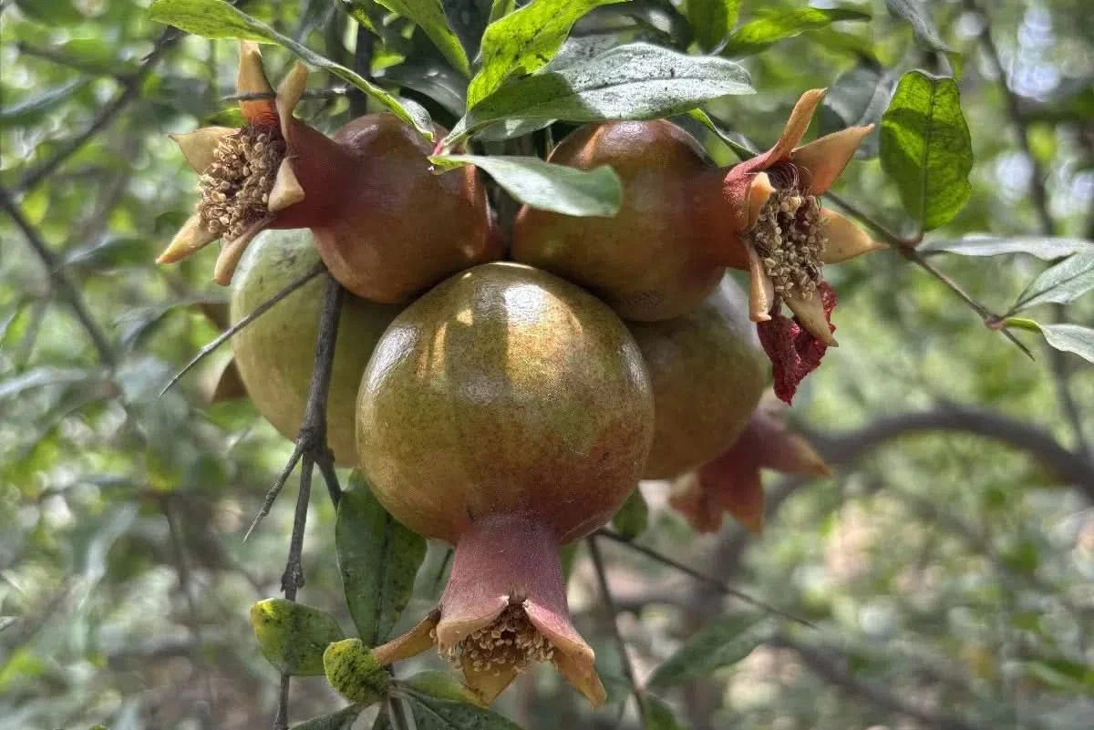 Granatapfel Wonderful Bio - Image 3