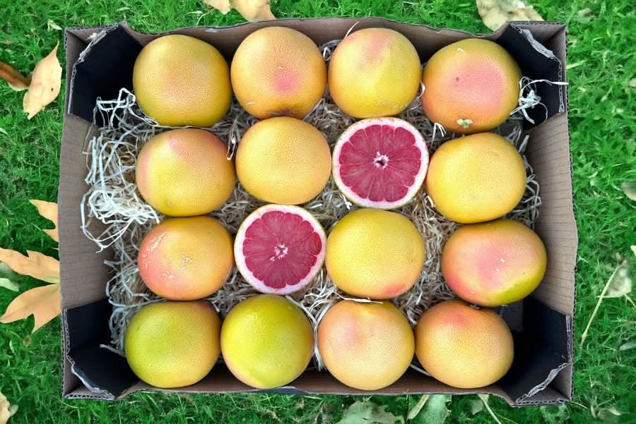 Bio Grapefruit rose von Mathias Demeter 1kg