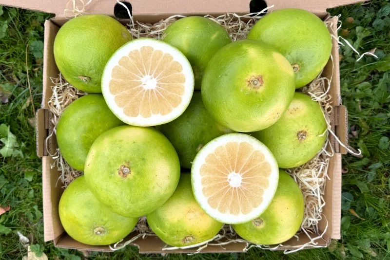Grapefruit "Sweetie" Bio Demeter Sizilien Aktionspreis %