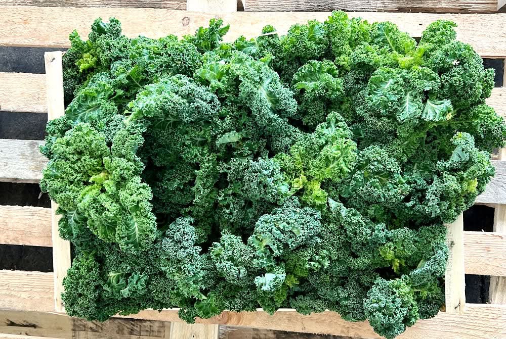 Grünkohl (Kale) Bio