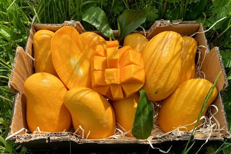 Honig-Mango Ataulfo baumgereift Oster-Flashaktion Box Bio