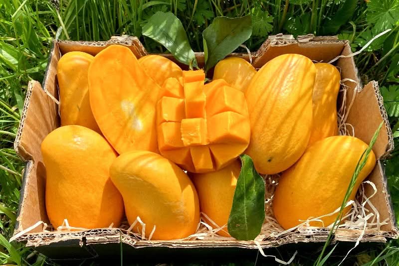 Honig-Mango Ataulfo baumgereift Oster-Flashaktion Box Bio - Image 3