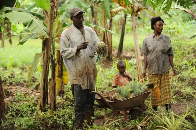 Ingwer Bio & Fair Kipepeo - Image 3