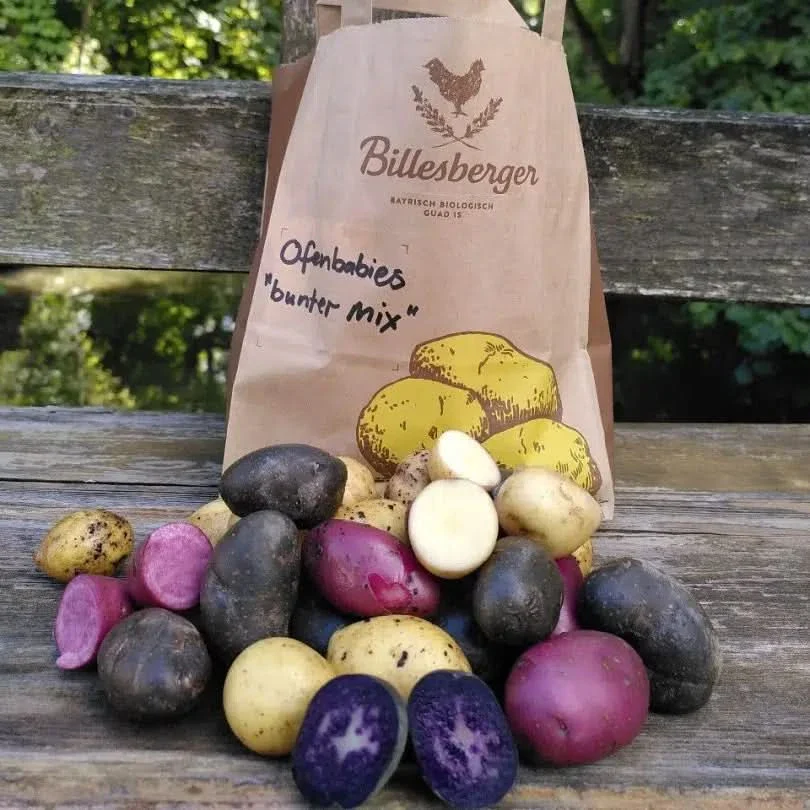 Kartoffel „Ofenbabies“ bunt regional vom Billesbergerhof Box Bio - Image 4