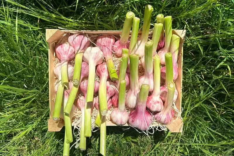 Knoblauch frisch aus der Provence Bio 200gr. - Image 3