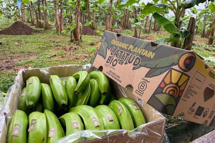 Kochbananen „Platanos“ Bio - Image 3