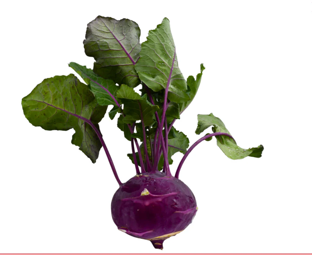 Kohlrabi lila Bio von Cosmo Bio