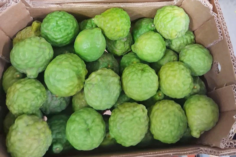 Limetten Kaffir Bio - Image 2