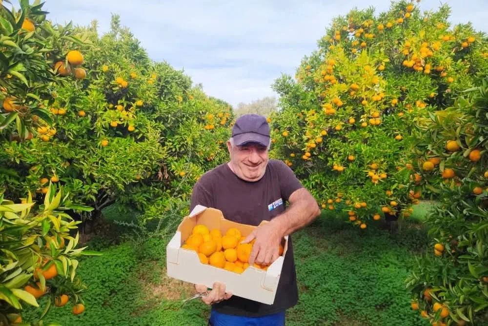 Mandarinen Satsumas Bio von Apostolis (Kreta) - Image 2