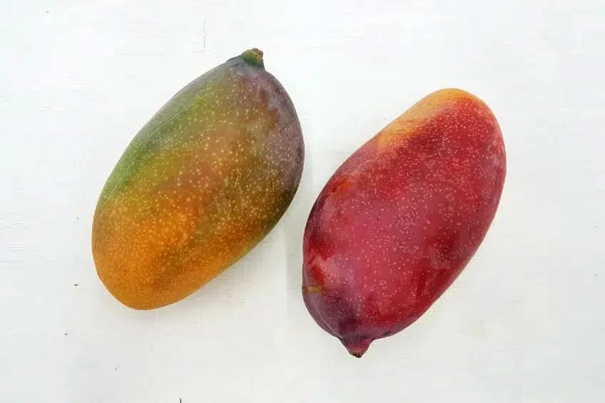 Mango Box Bandai Bio - Image 2