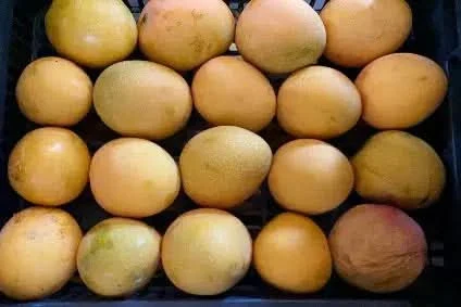 Mango Box Manzanillo Deal Bio