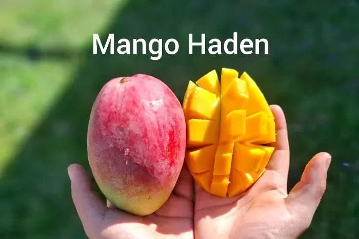 Mango Entdecker Box Bio Oster-Flashaktion - Image 6