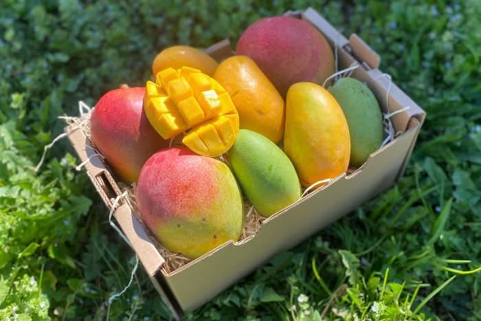 Mango-Träume Mix-Box Aktionspreis Bio