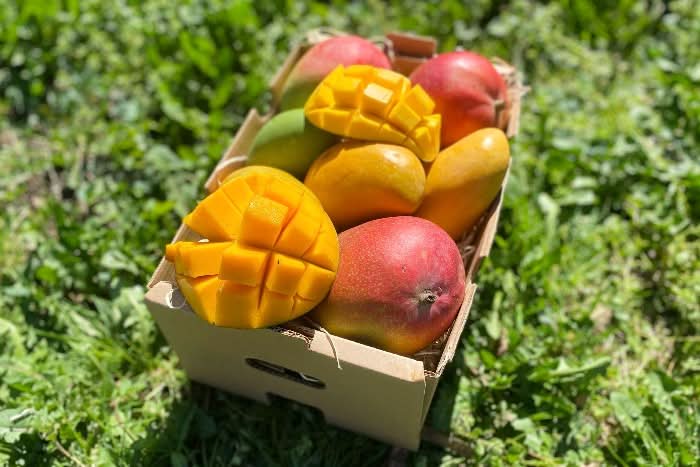 Mango-Träume Mix-Box Aktionspreis Bio - Image 2