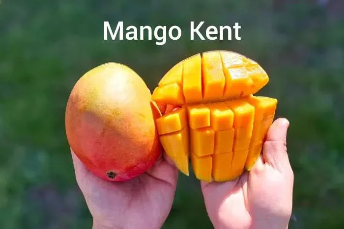 Mango-Träume Mix-Box Aktionspreis Bio - Image 4