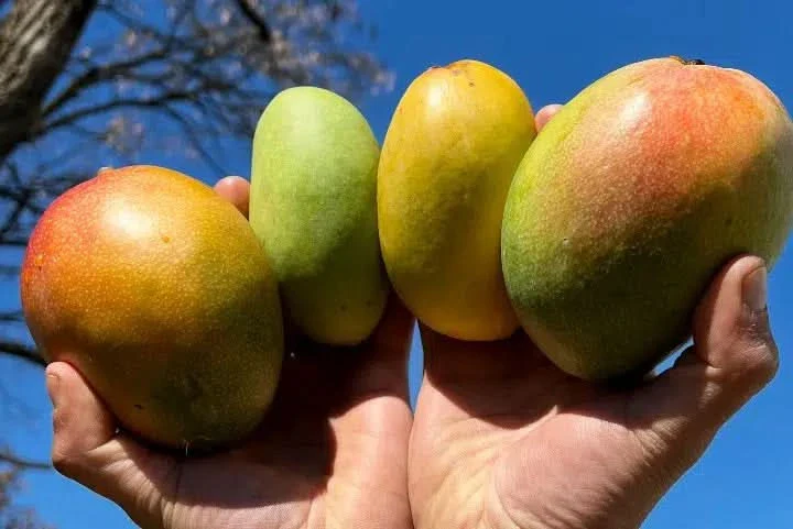 Mango-Träume Mix-Box Aktionspreis Bio - Image 8