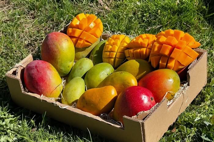 Mango-Träume Mix-Box Aktionspreis Bio - Image 2