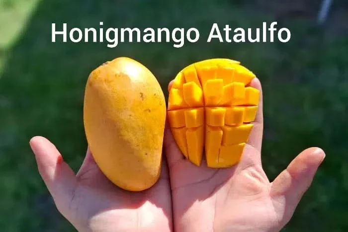 Mango-Träume Mix-Box Aktionspreis Bio - Image 3