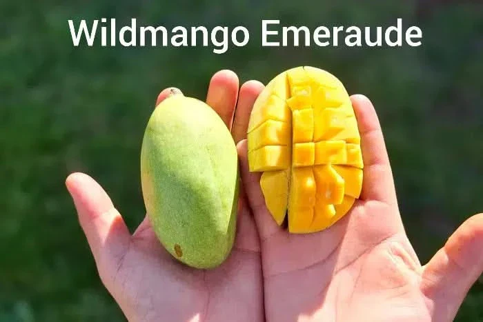 Mango-Träume Mix-Box Aktionspreis Bio - Image 6