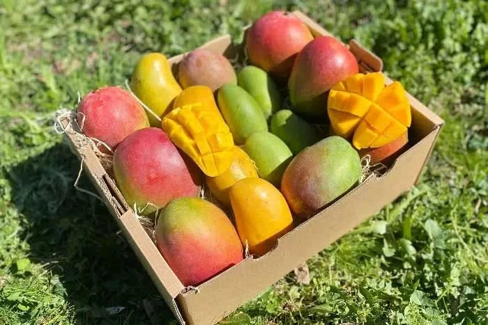 Mango-Träume Mix-Box Aktionspreis Bio - Image 9