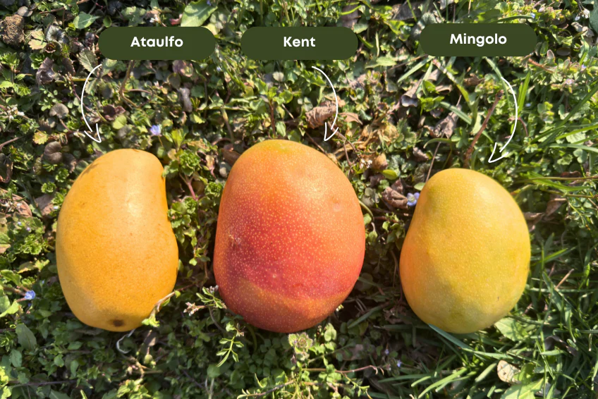 Mango-Trio Mix-Box 2kg Sonderaktion % - Image 2
