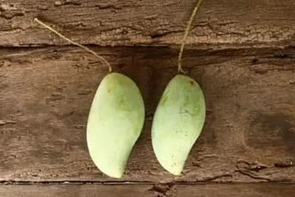 Mango "wild" Bio