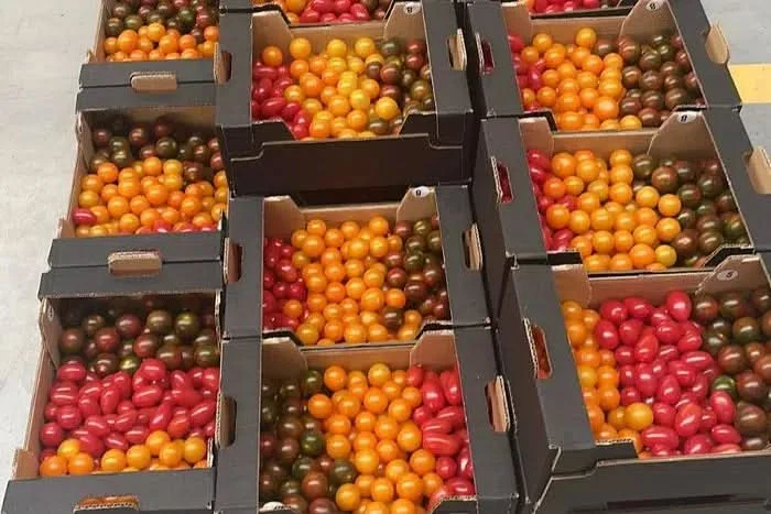 Mini-Tomaten wild bunt Bio von Pepe Sparpreis-Box - Image 2