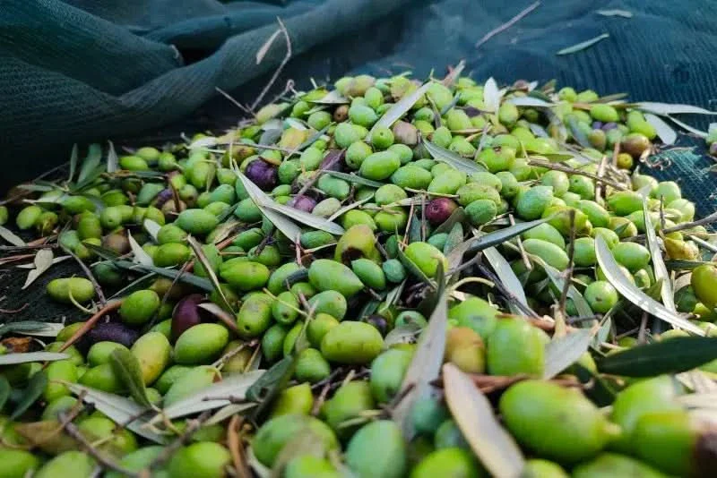 Natives Olivenöl Extra Kreta Bio von Apostolis - Image 3