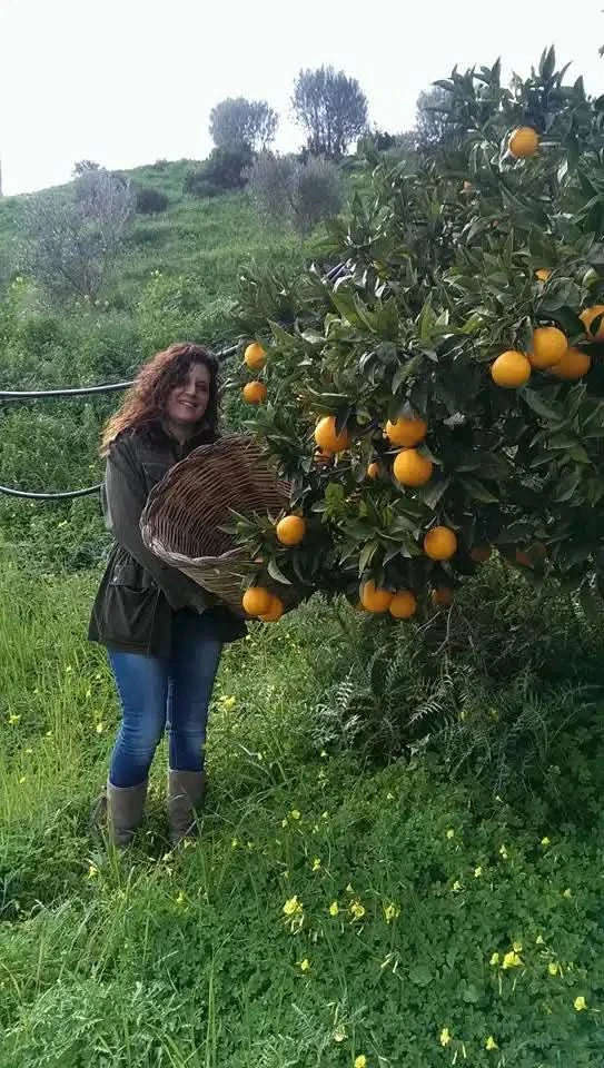 Bio Orangen „Navel“ Sizilien - Image 3