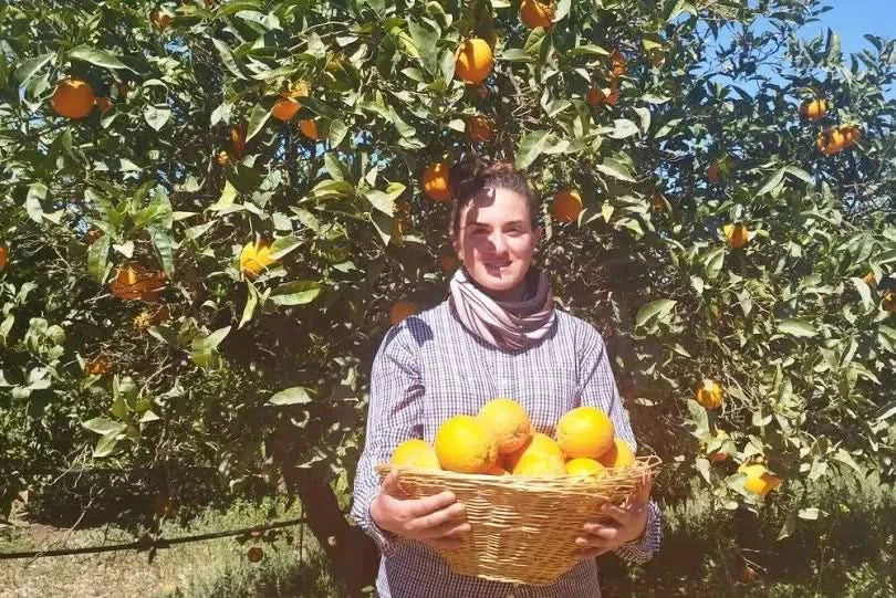 Orangen Valencia Midknight Sparpreis-Box Bio - Image 2