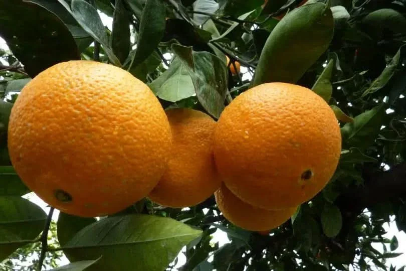 Orangen Valencia Midknight Sparpreis-Box Bio - Image 3