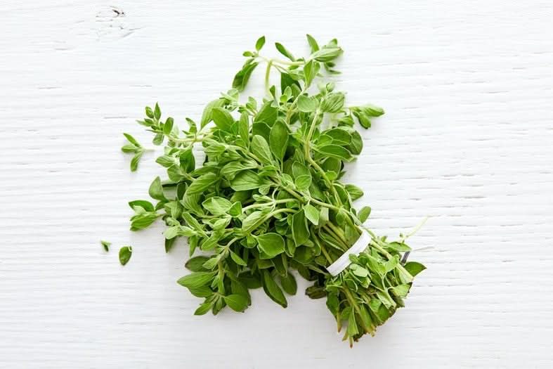 Oregano im Bund Bio