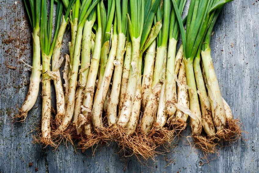 Original Frühlingszwiebeln "Calçots" Bio aus Katalonien