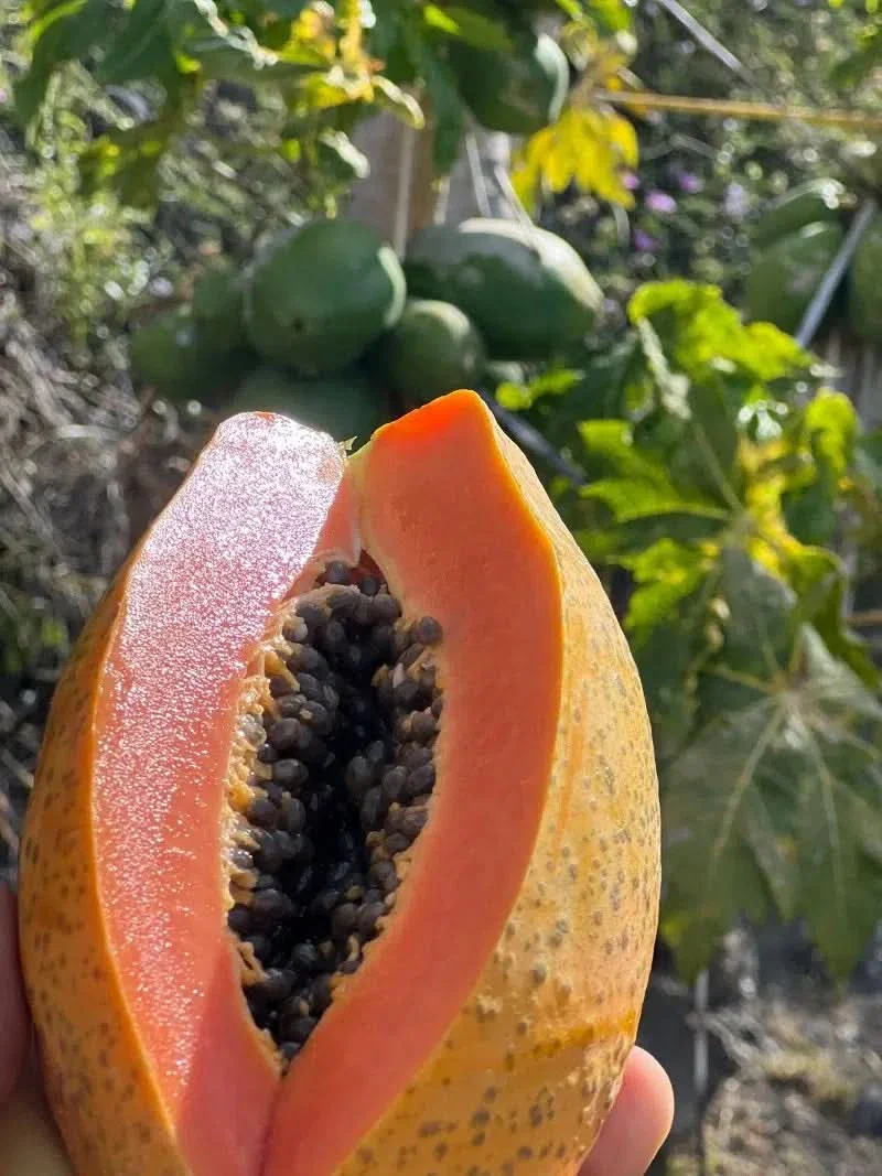 Papaya von Felipe Aktionspreis Bio - Image 2