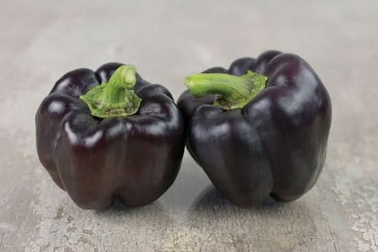 Paprika-Rarität schwarz Bio