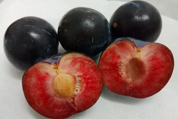 Pflaumen-Delikatesse Pluot Bio von Maria - Image 2