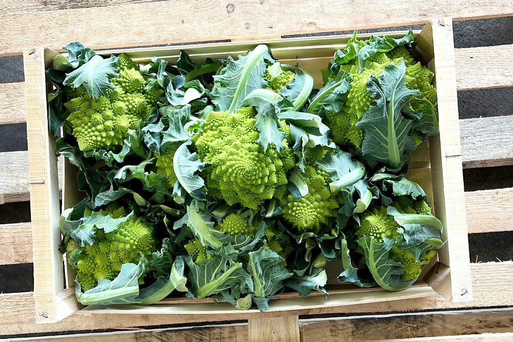 Romanesco Bio regional - Image 2