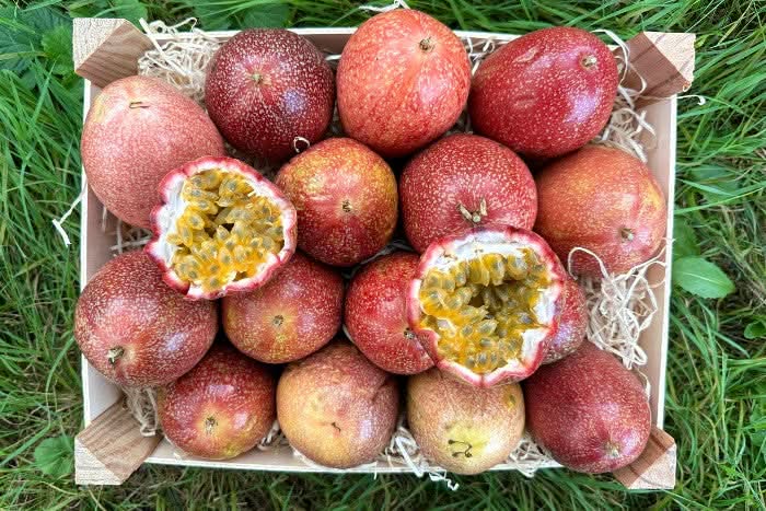 rote Maracuja Bio Teneriffe Sparpreis-Box