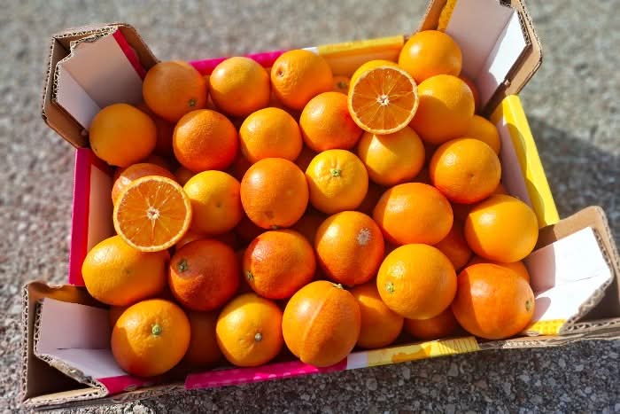 Bio Saft-Orangen Tarocco