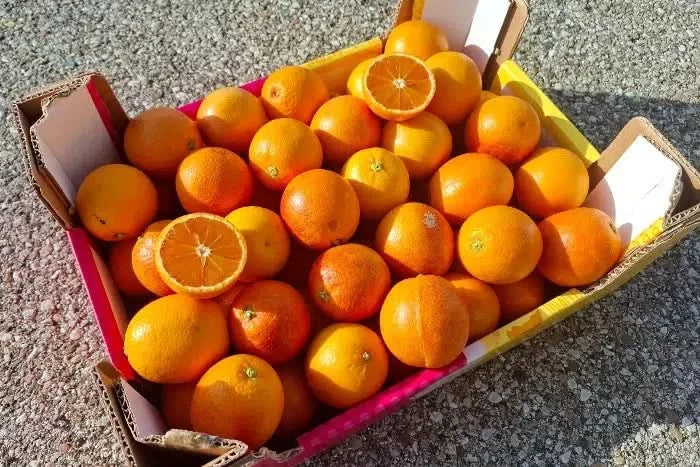 Bio Saft-Orangen Tarocco - Image 3