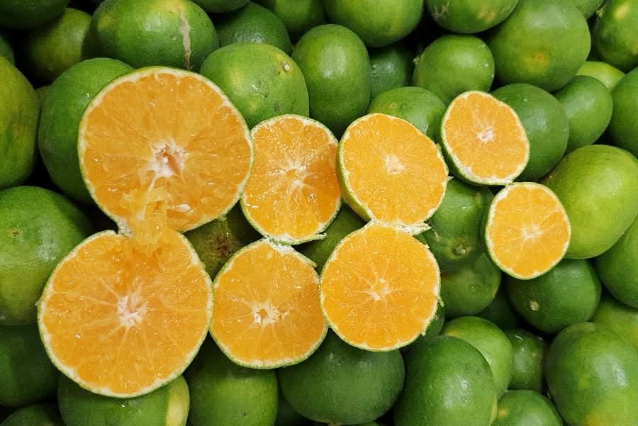 Satsumas Mandarinen Miyagawa Apulien Bio