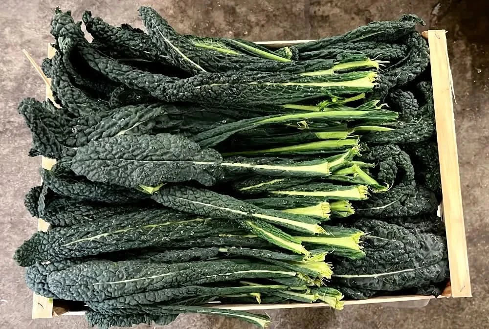 Schwarzkohl (Cavolo nero) Bio Apulien