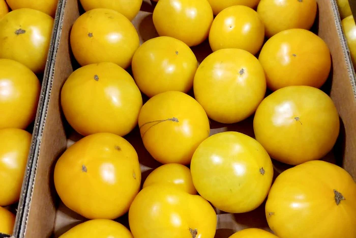 Tomaten "Charnue Orange" Bio aus der Provence - Image 2