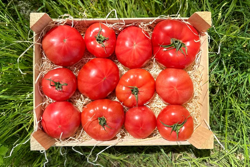 Tomaten "Generose" Bio aus der Provence